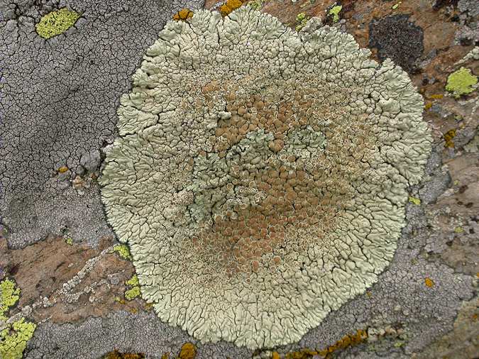 Lecanora muralis with Rinodina atrocinerea parasited by Rhizocarpon epispilum