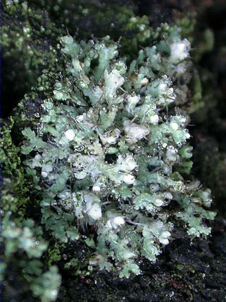 Physcia adscendens