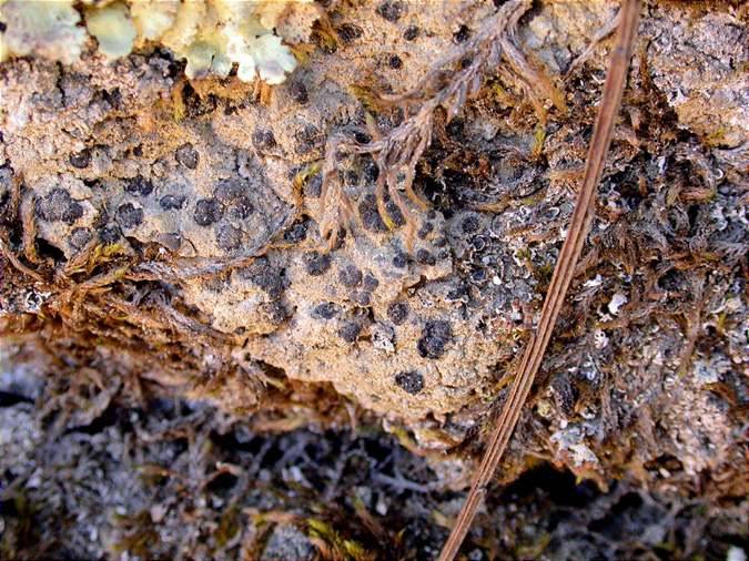 Bactrospora patellarioides