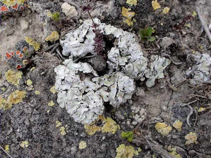 Squamarina lentigera