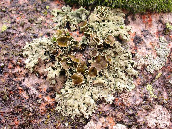 Parmelia conspersa (=Xanthoparmelia conspersa)