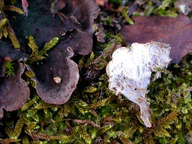 Peltigera canina , detall ricines