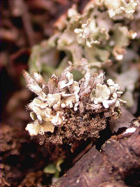 Phaeophyscia hirsuta