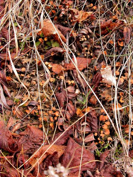 Peltigera polydactylon, general view