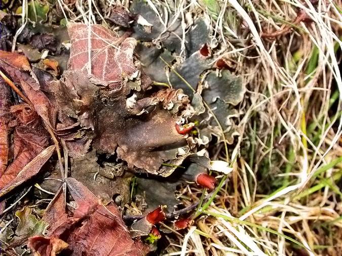 Peltigera polydactylon