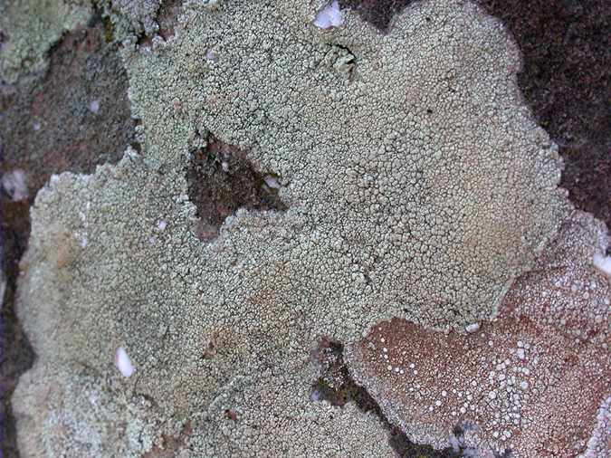 Pertusaria pluripuncta