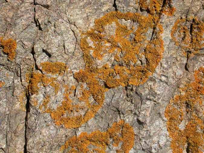 Xanthoria resendei