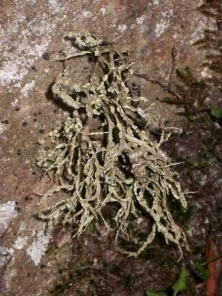 Ramalina farinacea