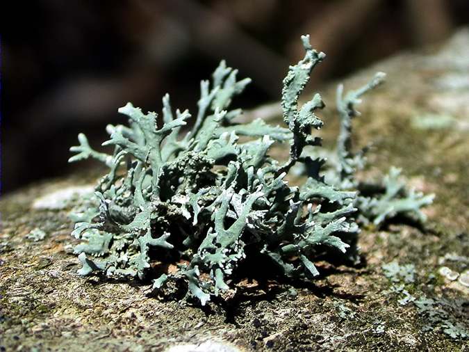 Ramalina pollinaria