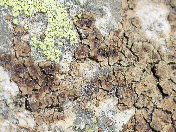 Solorina saccata