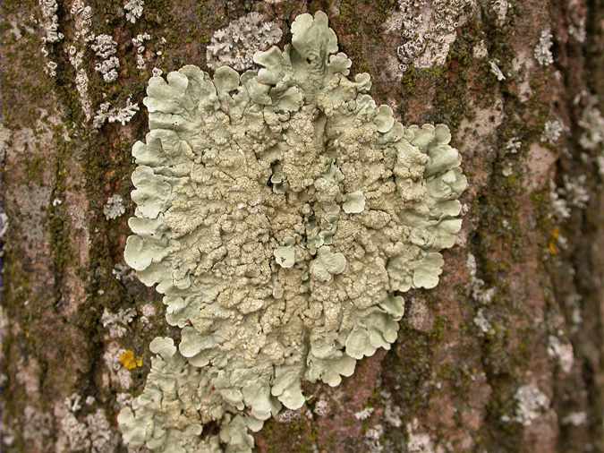 Parmelia soredians