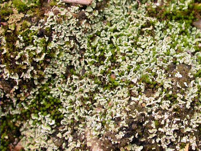 Cladonia subcervicornis