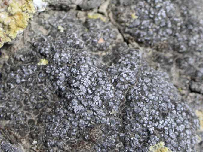 Toninia sedifolia