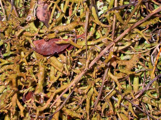 Cladonia uncinalis subsp. biuncinalis