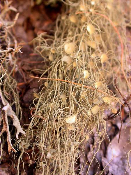 Usnea florida and Usnea fulvoreagens ?