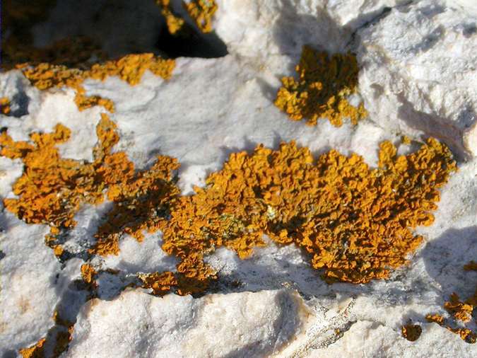 Xanthoria calcicola