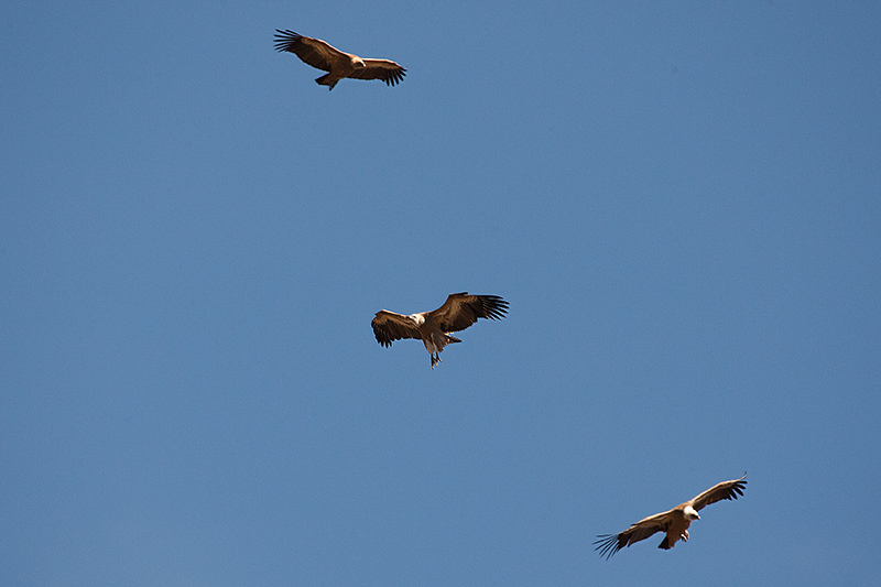 Voltor comú (Gyps fulvus).