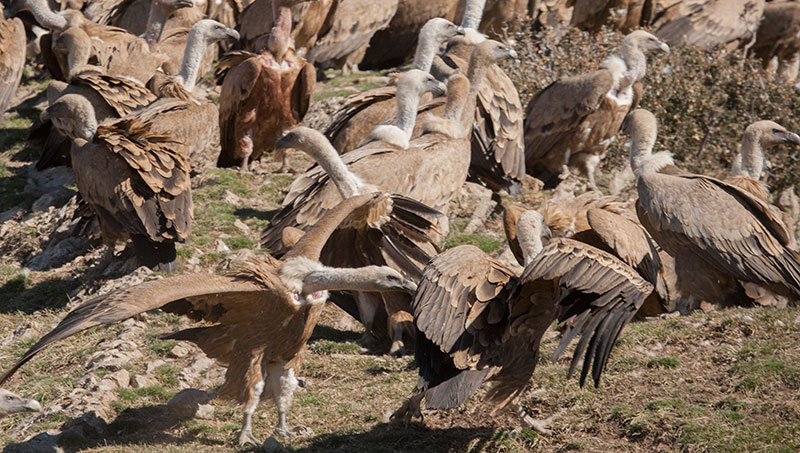 Voltor comú (Gyps fulvus).