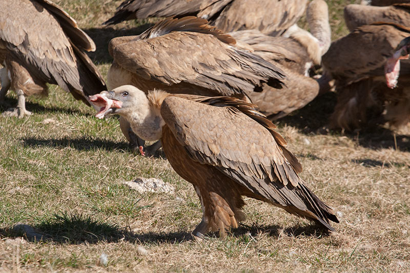 Voltor comú (Gyps fulvus).