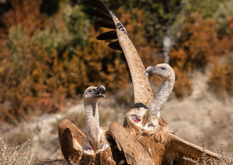 Voltor comú (Gyps fulvus).