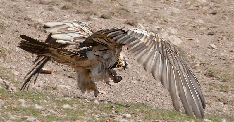 Trencalòs (Gypaetus barbatus)