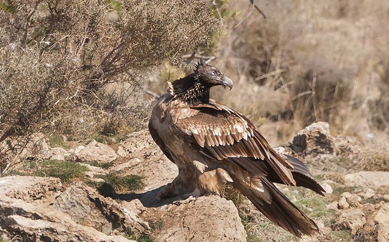 Trencalòs (Gypaetus barbatus)