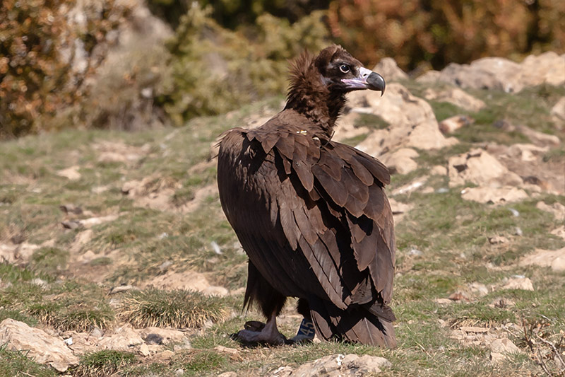 Voltor negre.(Aegypius monachus)