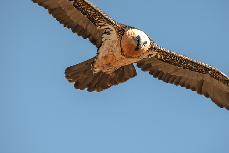 Trencalòs (Gypaetus barbatus)