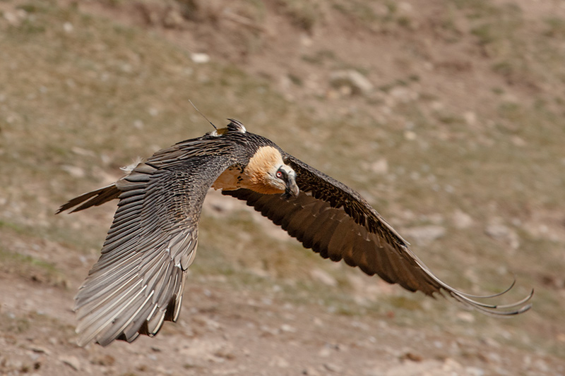 Trencalòs (Gypaetus barbatus)