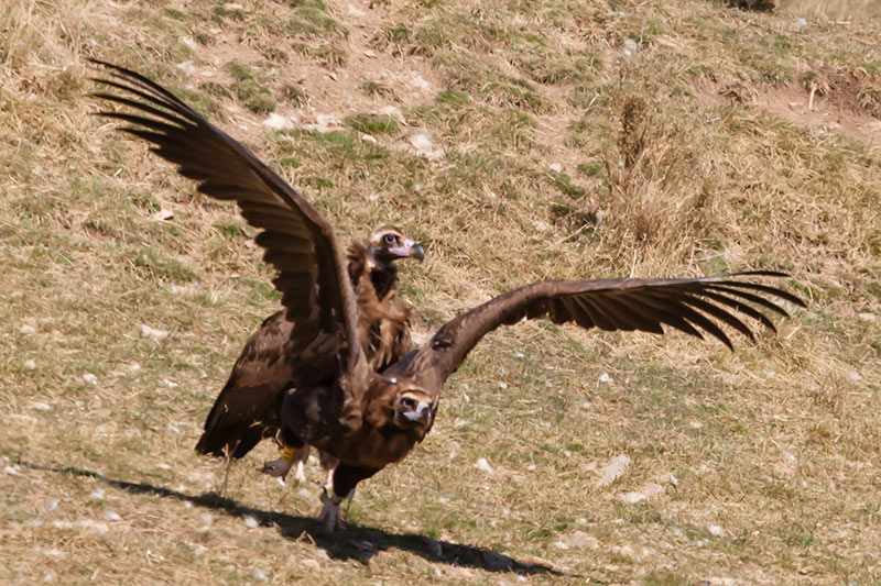 Voltor negre.(Aegypius monachus)