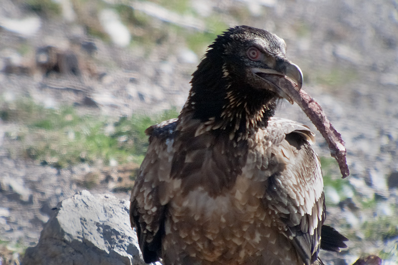 Trencalòs (Gypaetus barbatus)