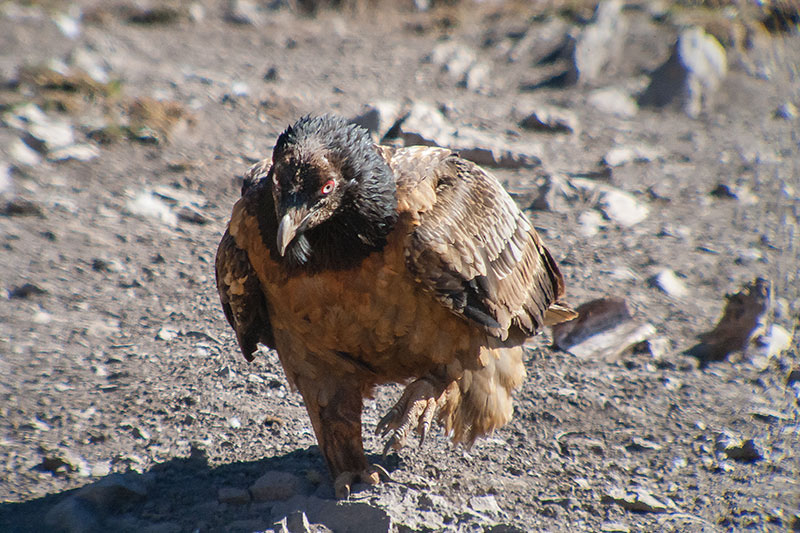 Trencalòs (Gypaetus barbatus)