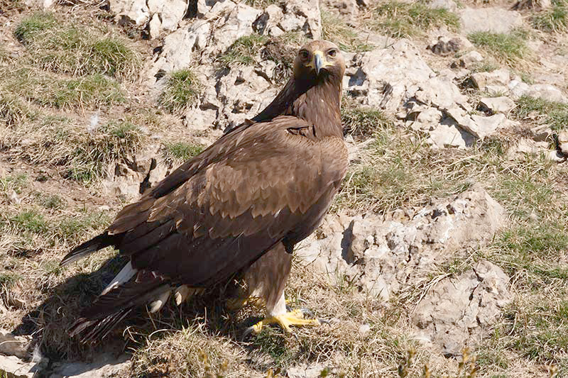 Àliga daurada (Aquila chrysaetos)