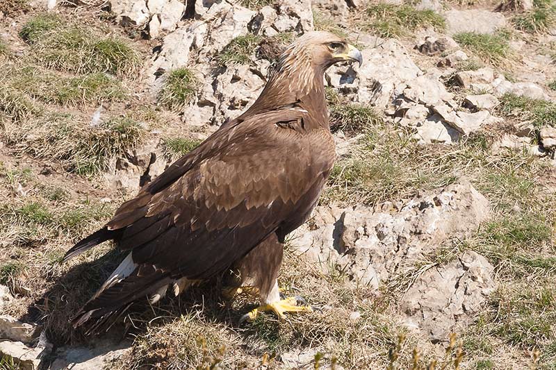 Àliga daurada (Aquila chrysaetos)