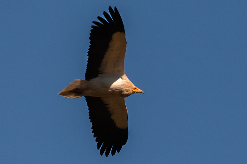 Aufrany. (Neophron percnopterus)