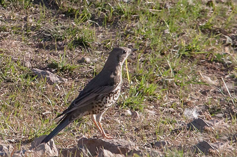 Griva (Turdus viscivorus)