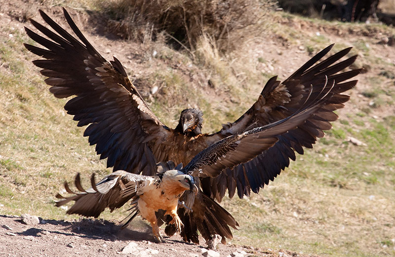 Trencalòs ( Gypaetus barbatus ) 42de42