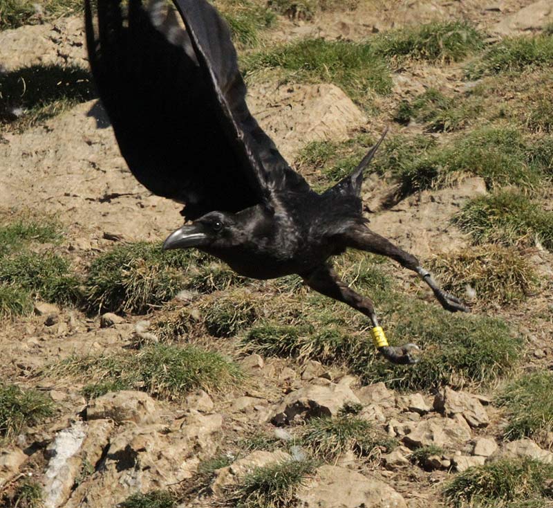 Cornella negra.