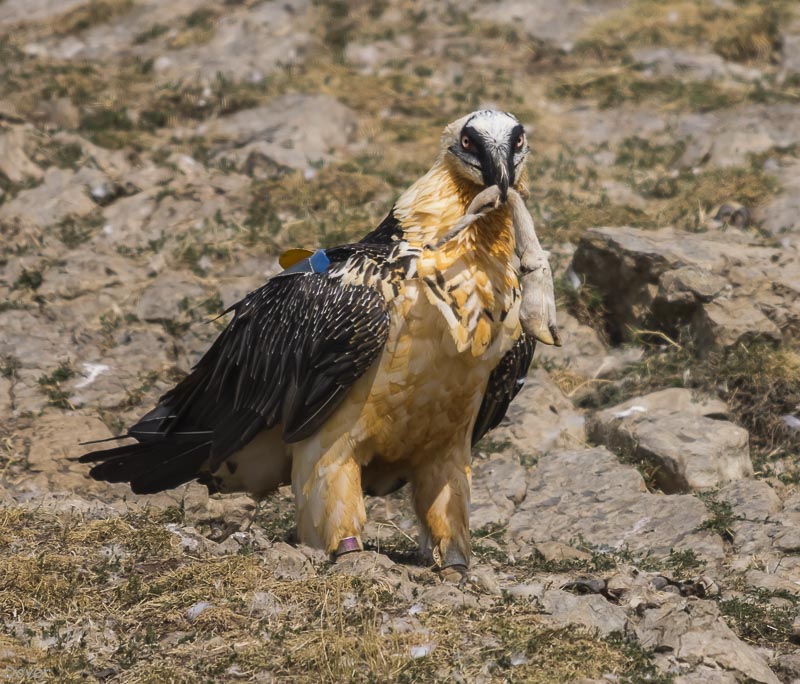 Trencalòs (Gypaetus barbatus)