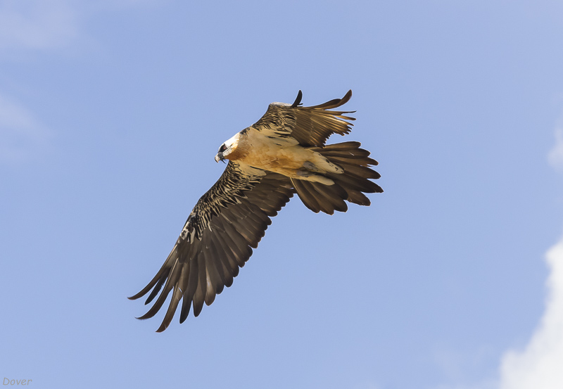 Trencalòs (Gypaetus barbatus)