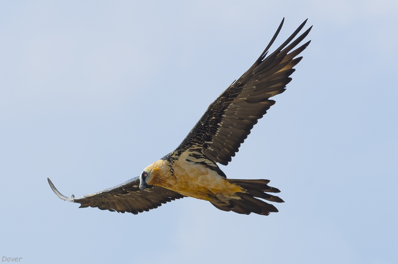 Trencalòs (Gypaetus barbatus)