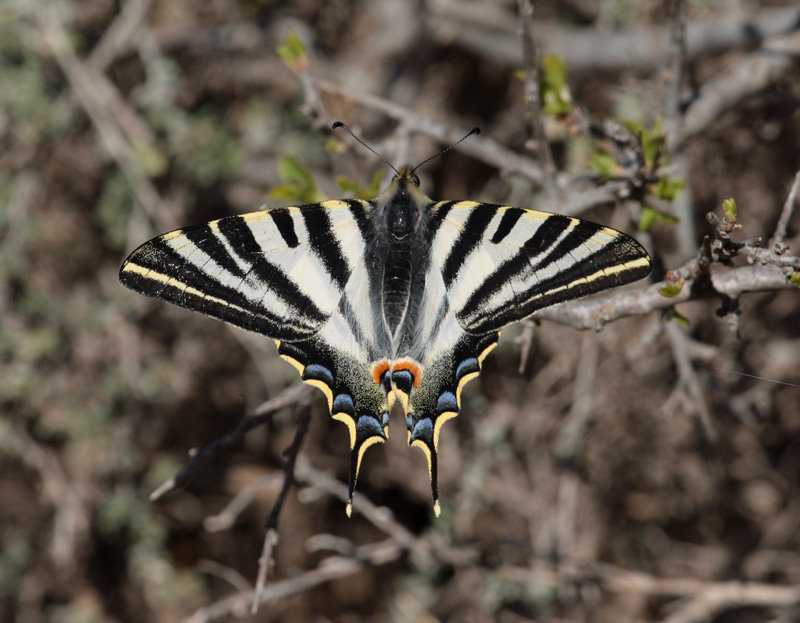 Papallona zebrada.