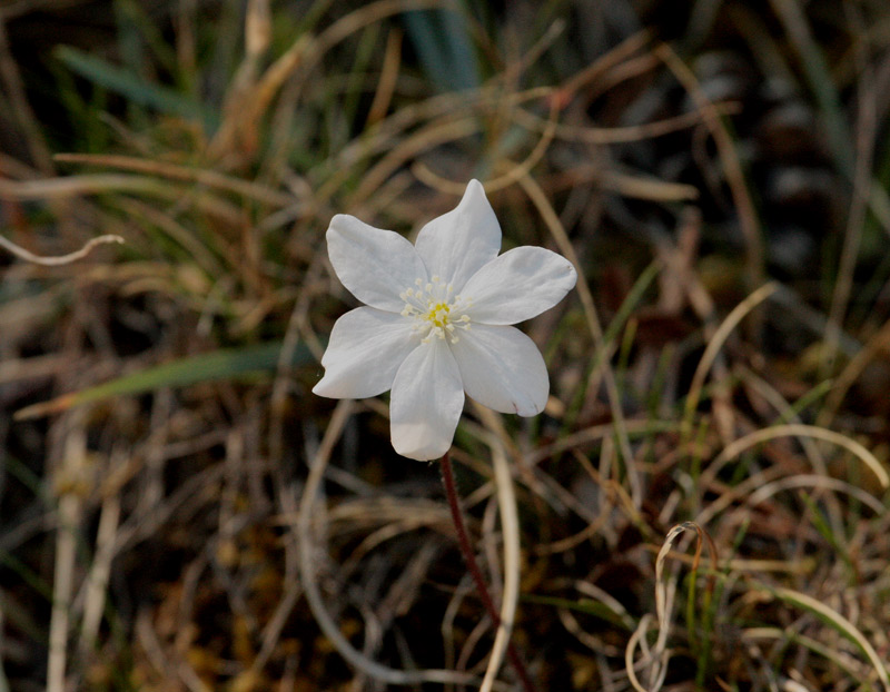 Herba fetgera blanca.