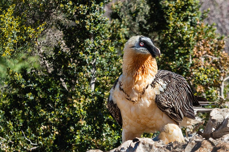 Trencalòs. Gypaetus barbatus