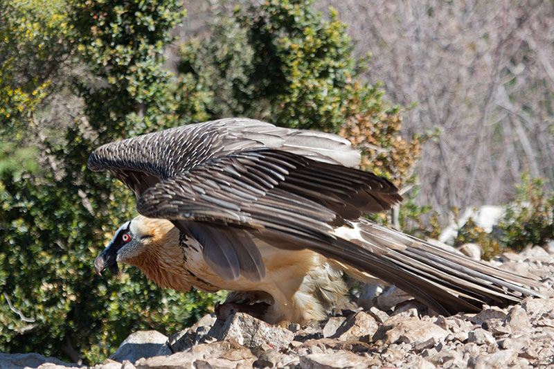 Trencalòs. Gypaetus barbatus