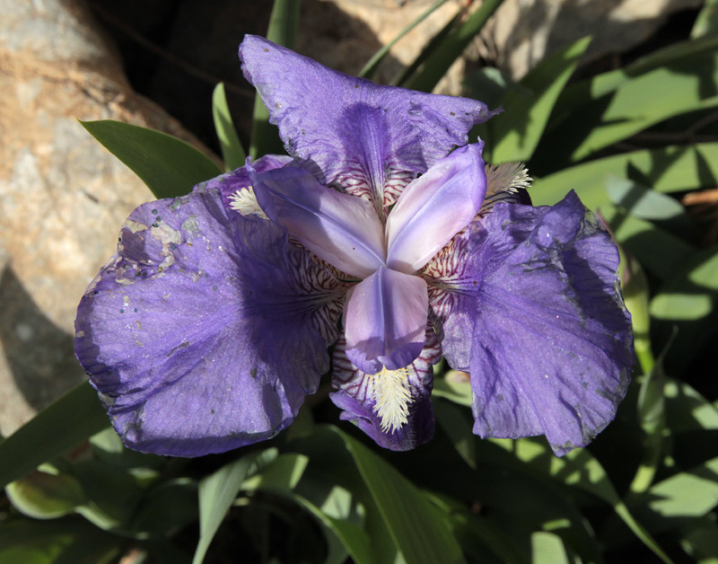 Lliri blau.