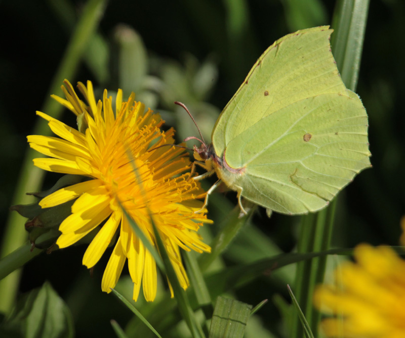 Gonepteryx cleopatram.