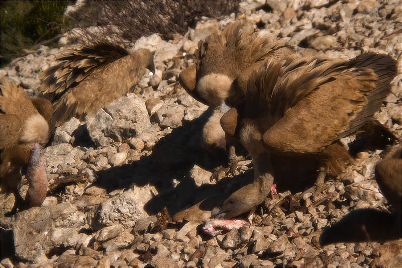 Voltor comú (Gyps fulvus)