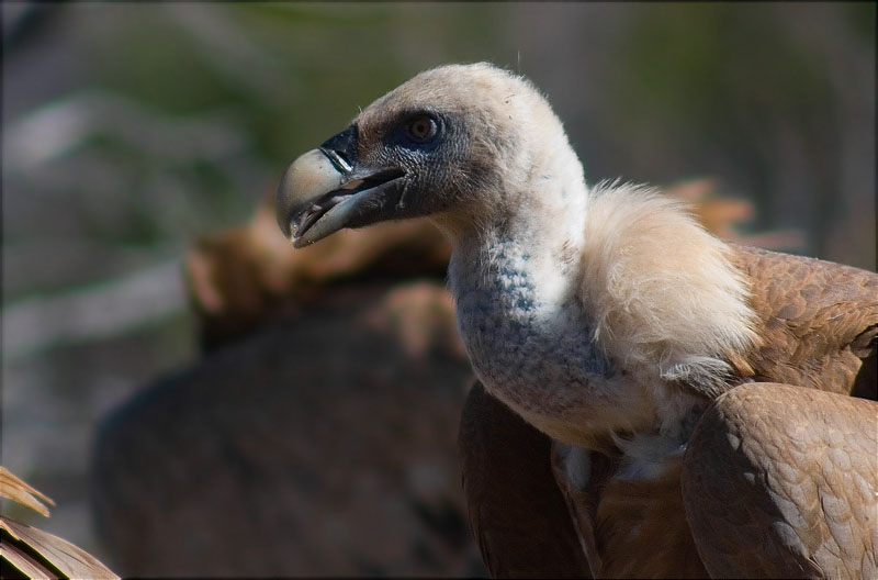 Voltor comú (Gyps fulvus)