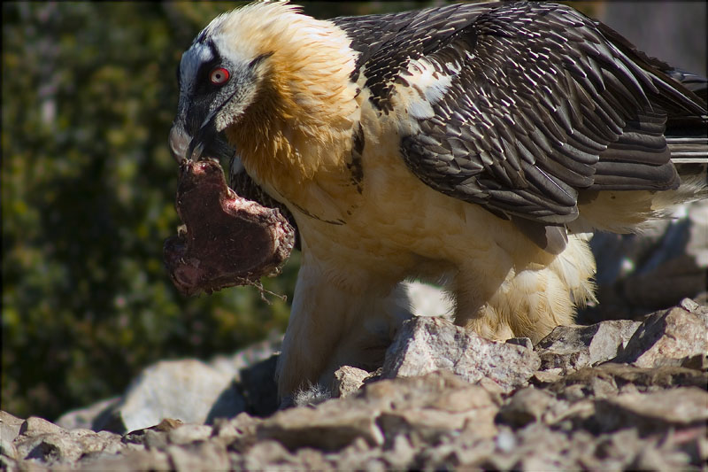 Trencalòs (Gypaetus barbatus)